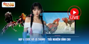Nạp & Cược Đá Gà Thomo - Trải Nghiệm Đỉnh Cao