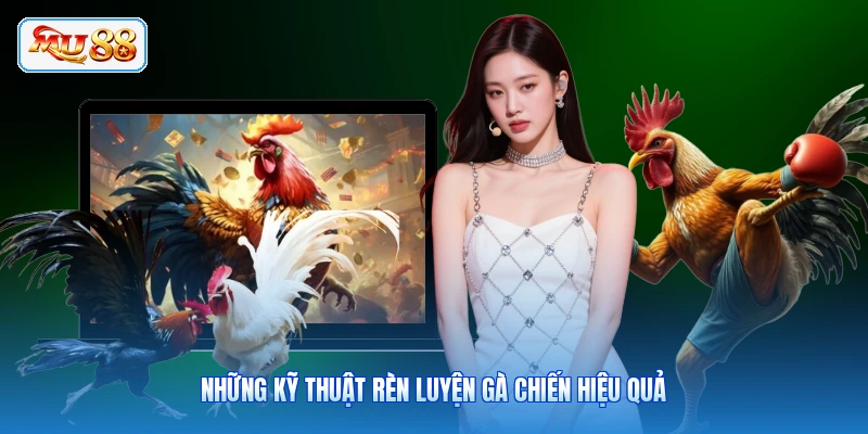 Những kỹ thuật rèn luyện gà chiến hiệu quả